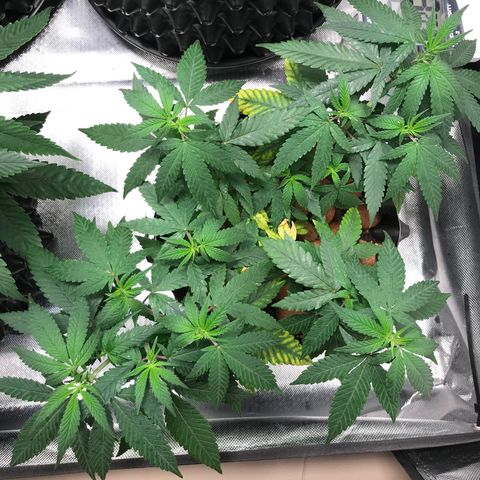 Cheese growlog timeline photo