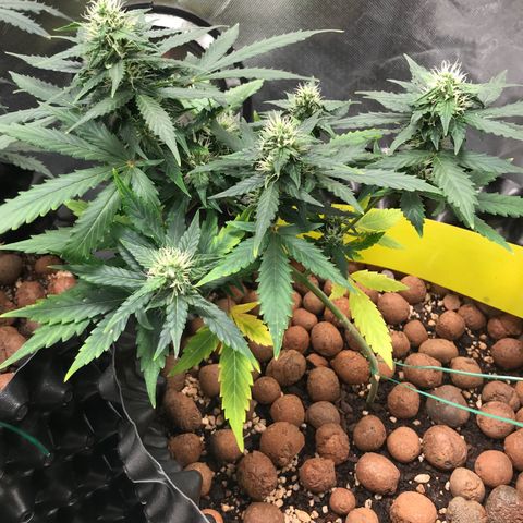 Zkittlez Express growlog timeline photo