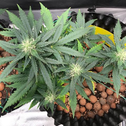 Zkittlez Express growlog timeline photo