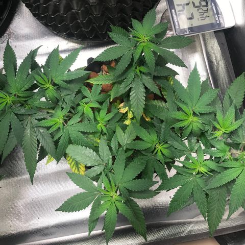 Cheese growlog timeline photo