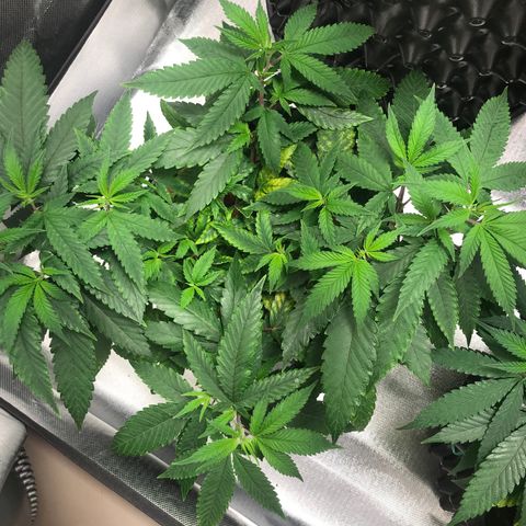 Amnesia Haze growlog timeline photo