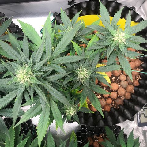 Zkittlez Express growlog timeline photo