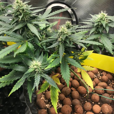 Zkittlez Express growlog timeline photo