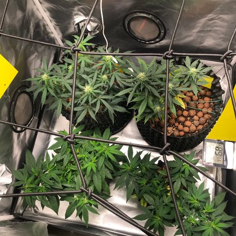 Zkittlez Express growlog timeline photo
