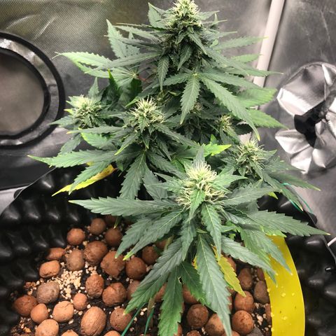 Zkittlez Express growlog timeline photo