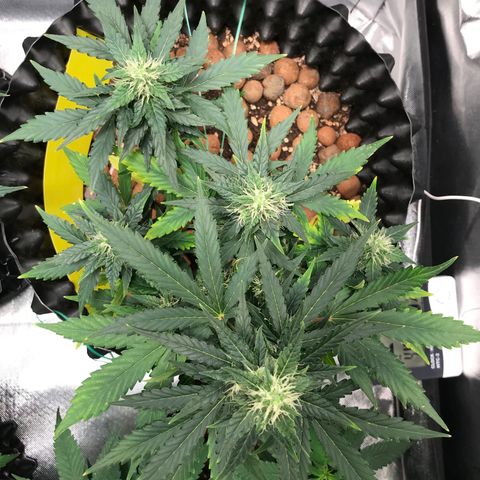 Zkittlez Express growlog timeline photo