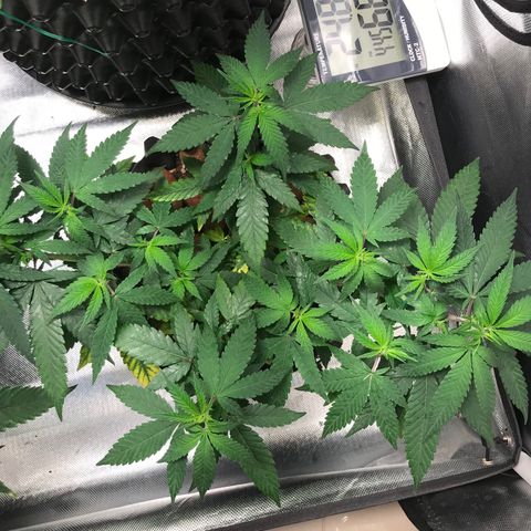 Cheese growlog timeline photo