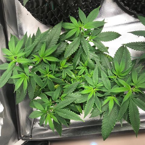 Amnesia Haze growlog timeline photo