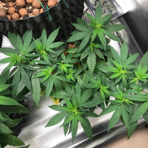 Cheese growlog timeline photo