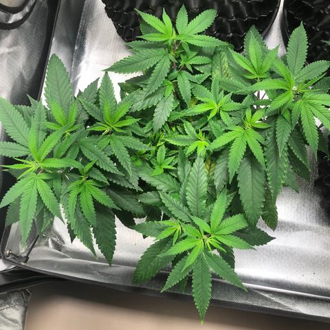 Amnesia Haze growlog timeline photo