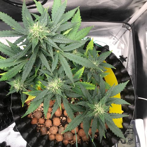 Zkittlez Express growlog timeline photo