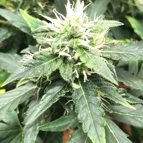 Zkittlez Express growlog timeline photo