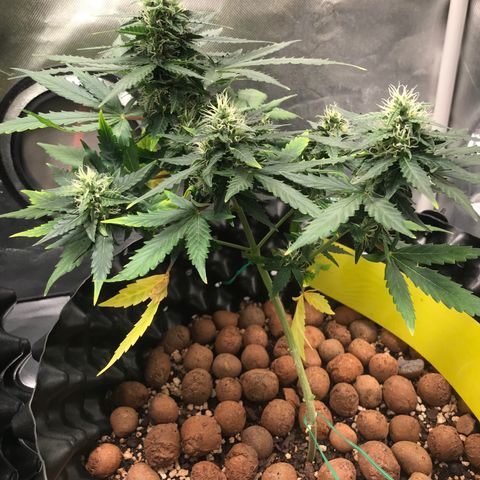Zkittlez Express growlog timeline photo