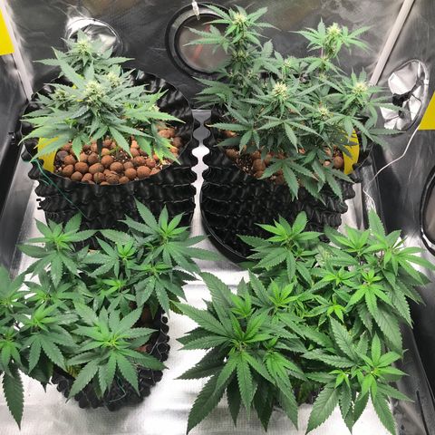 Zkittlez Express growlog timeline photo