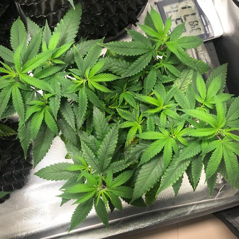 Amnesia Haze growlog timeline photo