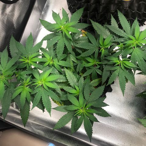 Cheese growlog timeline photo