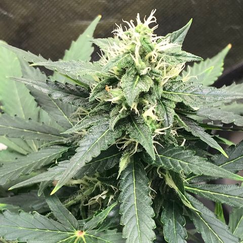 Zkittlez Express growlog timeline photo