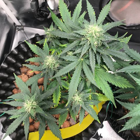 Zkittlez Express growlog timeline photo