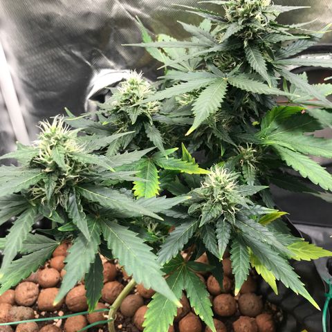 Zkittlez Express growlog timeline photo