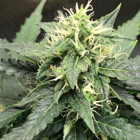 Zkittlez Express growlog timeline photo