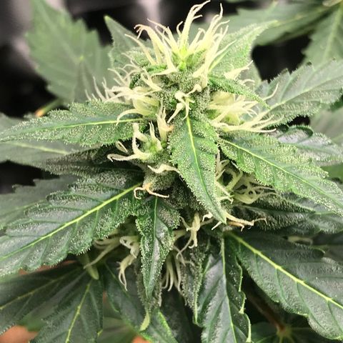 Zkittlez Express growlog timeline photo