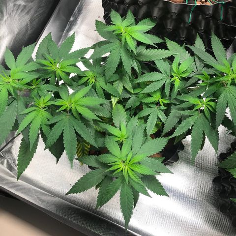 Cheese growlog timeline photo