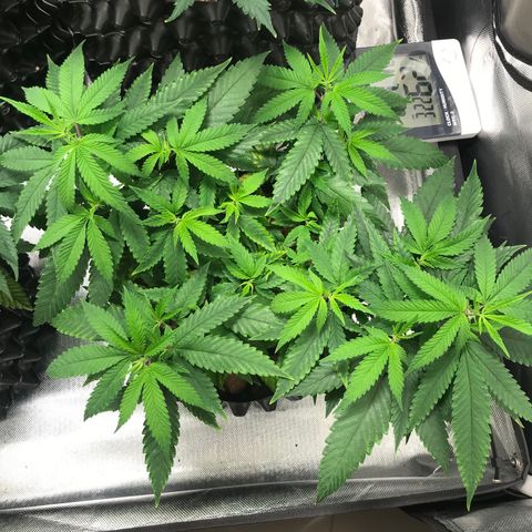 Amnesia Haze growlog timeline photo