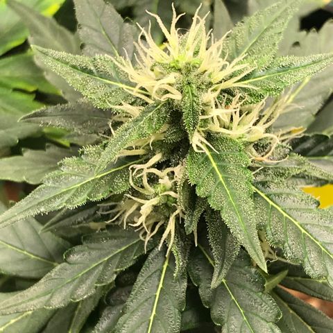 Zkittlez Express growlog timeline photo
