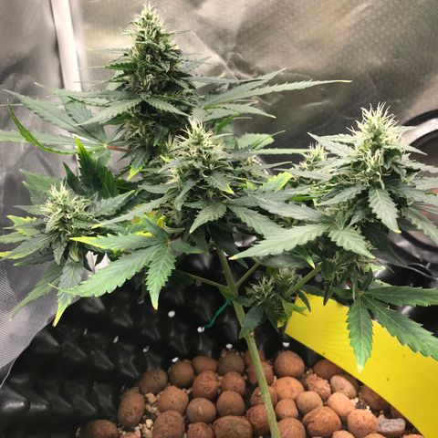 Zkittlez Express growlog timeline photo