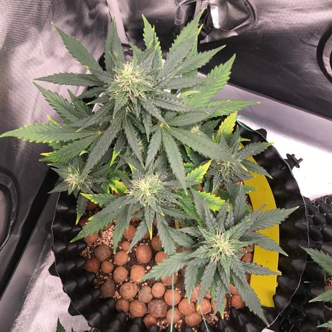 Zkittlez Express growlog timeline photo