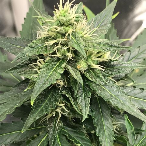 Zkittlez Express growlog timeline photo