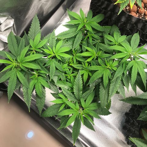 Amnesia Haze growlog timeline photo