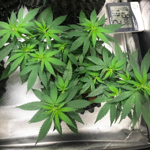 Cheese growlog timeline photo