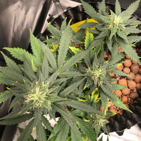 Zkittlez Express growlog timeline photo