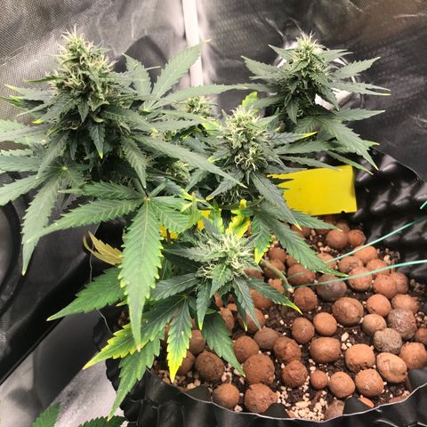 Zkittlez Express growlog timeline photo