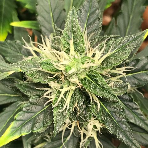 Zkittlez Express growlog timeline photo