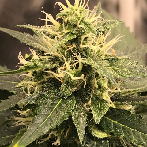 Zkittlez Express growlog timeline photo