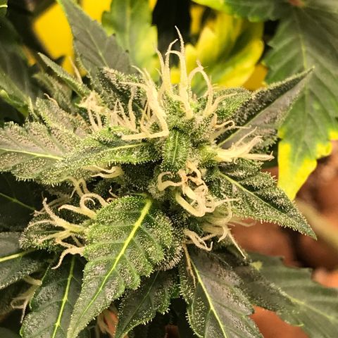 Zkittlez Express growlog timeline photo
