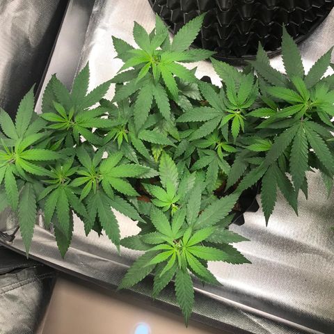 Cheese growlog timeline photo