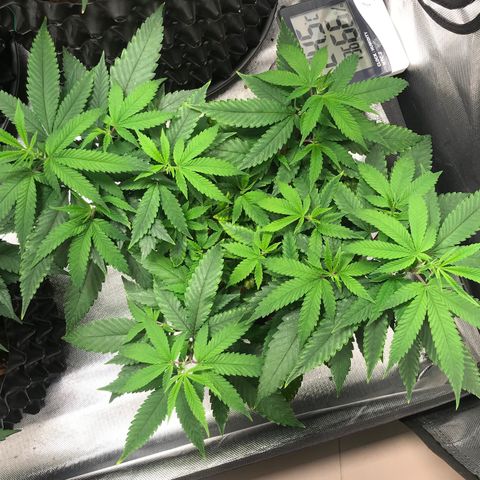 Amnesia Haze growlog timeline photo