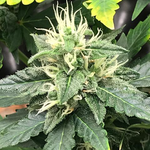Zkittlez Express growlog timeline photo