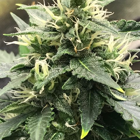 Zkittlez Express growlog timeline photo