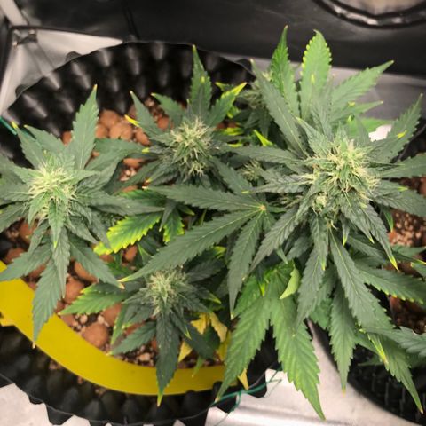 Zkittlez Express growlog timeline photo