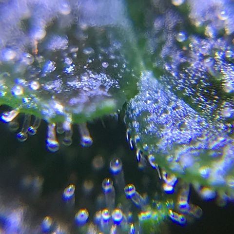 Zkittlez Express growlog timeline photo
