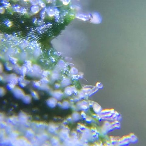 Zkittlez Express growlog timeline photo