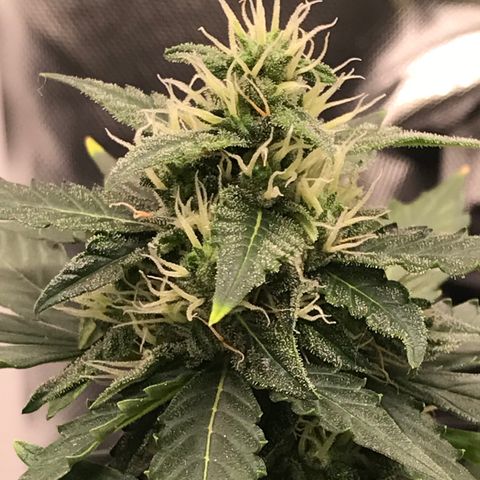 Zkittlez Express growlog timeline photo