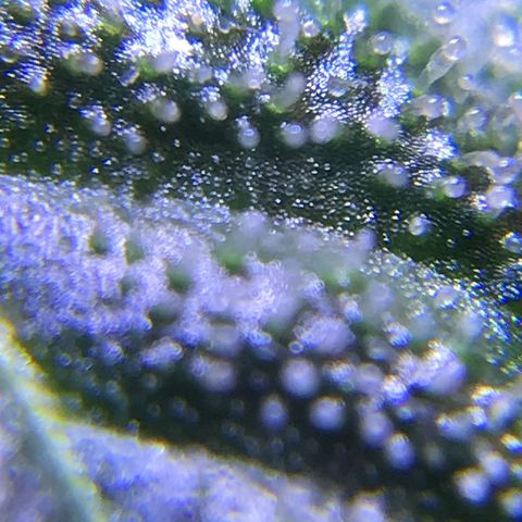 Zkittlez Express growlog timeline photo