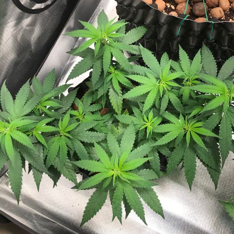 Cheese growlog timeline photo