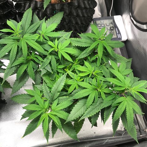 Amnesia Haze growlog timeline photo