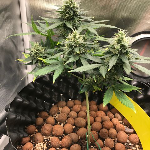 Zkittlez Express growlog timeline photo